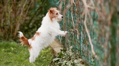 Mutlu gürültücü aktif komik köpek kuyruğunu sallıyor ve evdeki çitin arkasında havlıyor. Ayrılık endişesi.