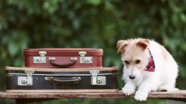 Ağzında dişçi çerezi tutan sağlıklı, aç, salyalı bir köpeğin yüzü. Diş temizliği, hayvan bakımı ve sağlık.