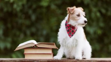 Mutlu gürültücü aktif komik köpek kuyruğunu sallıyor ve evdeki çitin arkasında havlıyor. Ayrılık endişesi.