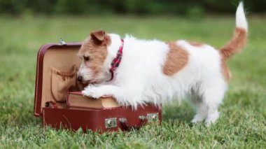 Ağzında dişçi çerezi tutan sağlıklı, aç, salyalı bir köpeğin yüzü. Diş temizliği, hayvan bakımı ve sağlık.