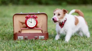 Gülümseyen mutlu köpek, kuyruğunu eski okul çantasının yanında sallıyor ve çalar saati var. Çimenlerde köpek eğitimi..