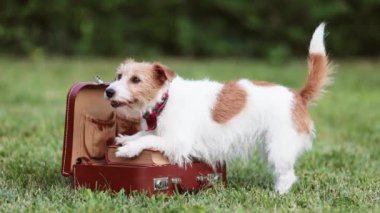 Mutlu gürültücü aktif komik köpek kuyruğunu sallıyor ve evdeki çitin arkasında havlıyor. Ayrılık endişesi.