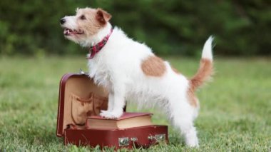 Mutlu gürültücü aktif komik köpek kuyruğunu sallıyor ve evdeki çitin arkasında havlıyor. Ayrılık endişesi.