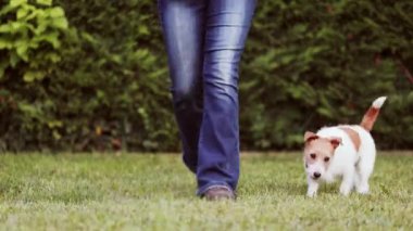 Sahibi ona abur cubur için bakıcılık yapmayı öğreten mutlu, küçük köpek. Arkadaşlık ve pozitif köpek eğitimi..