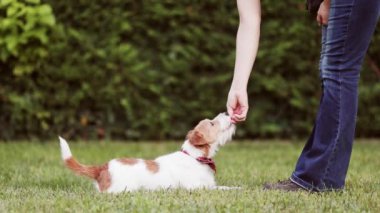 Antrenör sahibi ona Jack Russell Terrier 'a yatmasını ve oturmasını ve atıştırmalık şeyler vermesini öğretiyor. Pozitif evcil hayvan eğitimi, köpek numaraları..