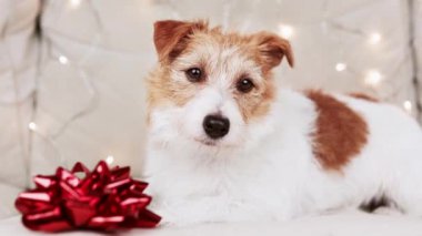 Ağzında dişçi çerezi tutan sağlıklı, aç, salyalı bir köpeğin yüzü. Diş temizliği, hayvan bakımı ve sağlık.