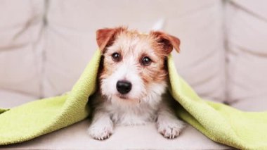 Banyo yaptıktan sonra kafasında havlu olan sevimli, komik bir köpek yavrusunun yüzü. Hayvan bakımı, yıkama ya da temizlik..