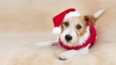 Mutlu sürpriz köpek yavrusu kırmızı Noel Baba şapkası takıp bakıyor. Noel, yeni yıl tatili geçmişi.