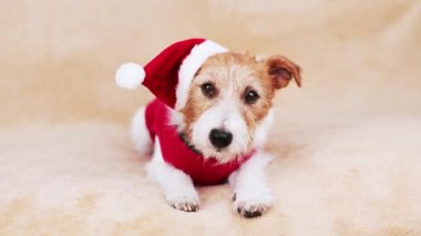 Sahibi ona abur cubur için bakıcılık yapmayı öğreten mutlu, küçük köpek. Arkadaşlık ve pozitif köpek eğitimi..