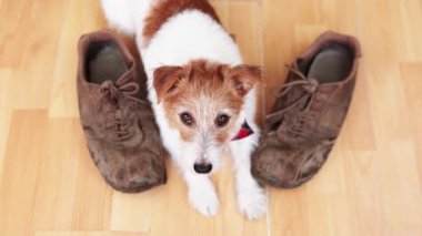 Sahibi ona abur cubur için bakıcılık yapmayı öğreten mutlu, küçük köpek. Arkadaşlık ve pozitif köpek eğitimi..