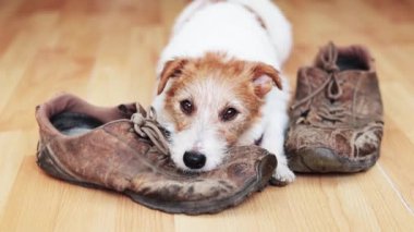 Sahibi ona abur cubur için bakıcılık yapmayı öğreten mutlu, küçük köpek. Arkadaşlık ve pozitif köpek eğitimi..