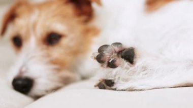 Sahibi ona abur cubur için bakıcılık yapmayı öğreten mutlu, küçük köpek. Arkadaşlık ve pozitif köpek eğitimi..