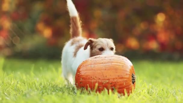 面白いペット犬の子犬は 秋にカボチャを食べている ハロウィーン 幸せな感謝祭のコンセプト — ストック動画