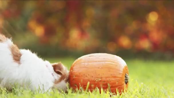 Лицо Здоровой Голодной Слюнявой Собаки Держащей Рту Зубную Закуску Уборка — стоковое видео