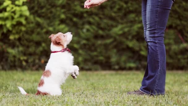 ハッピーかわいい小さな犬は スナックトリートメントのために座るように彼女に教える彼女の所有者と歩いています 友情とポジティブな子犬のトレーニング — ストック動画