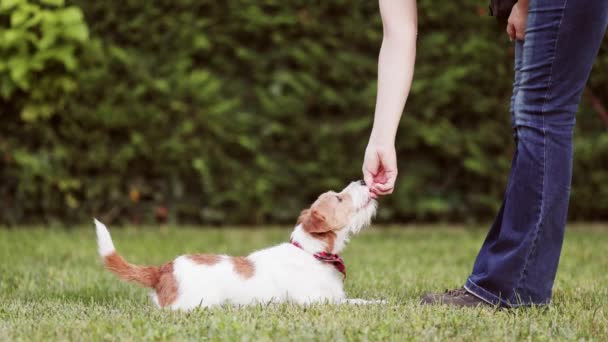 Propriétaire Entraîneur Enseigne Son Jack Russell Terrier Allonger Asseoir Lui — Video