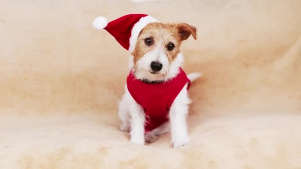 Щасливий Милий Санта Різдвяний Свято Новорічний Собака Отримує Закуски Подарунок — стокове відео