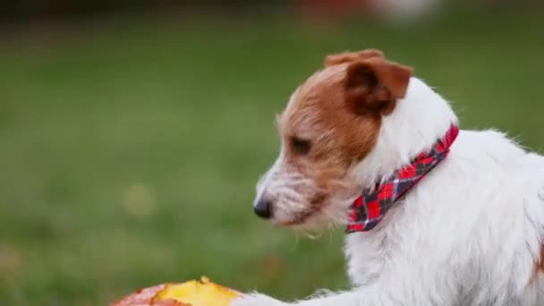 Ansiktet Frisk Hungrig Saliverande Hund Som Håller Ett Dentalt Mellanmål — Stockvideo