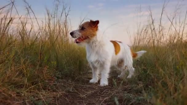Feliz Perro Pequeño Lindo Pasear Con Dueño Que Enseña Sentarse — Vídeos de Stock
