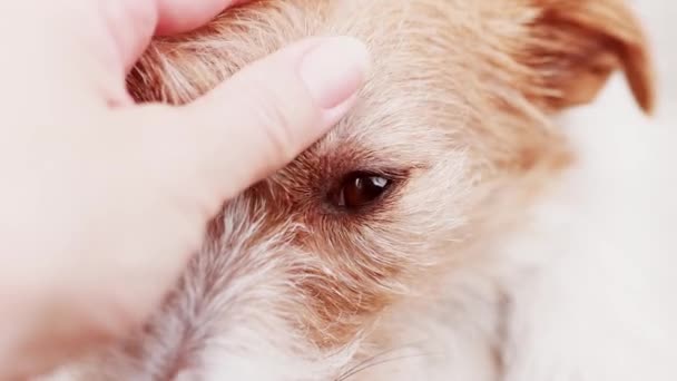 Владелец Проверяет Глаза Своей Милой Собаки Уход Домашними Животными — стоковое видео