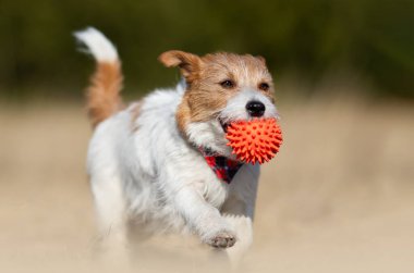 Neşeli mutlu Jack Russell Terrier köpeği köpek yavrusu koşuyor, çimenlerde yürüyor ve baharda oyuncak bir top tutuyor.