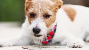 Sağlıklı, aç, tatlı bir köpek çiğniyor, abur cubur yiyor. Diş temizliği, evcil hayvan bakımı ve sağlık..