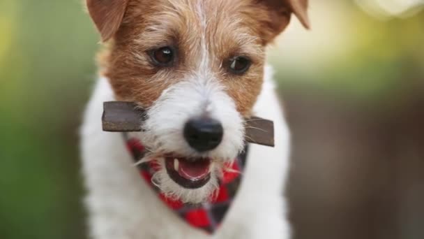 Обличчя Здорового Милого Голодного Собаки Який Тримає Роті Стоматологічну Закуску — стокове відео