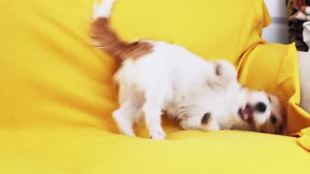 Lindo Divertido Juguetón Feliz Mascota Perro Cachorro Rodando Sofá — Vídeo de stock