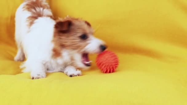 在沙发上玩玩具球 咬又咬的有趣的可爱快乐的宠物狗 — 图库视频影像