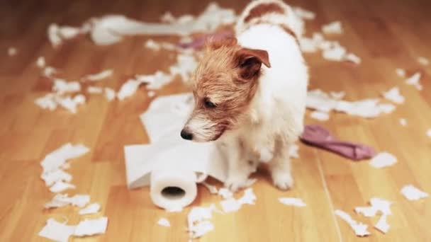 Oyuncu Aktif Yaramaz Köpek Isırdıktan Tuvalet Kağıdı Çorap Çiğnedikten Sonra — Stok video