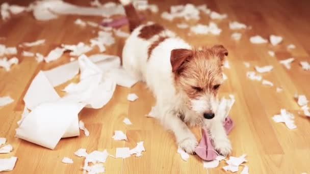 Playful Active Naughty Dog Ashamed Herself Biting Chewing Toilet Paper — Stock Video