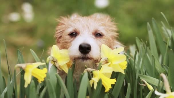 Lindo Gato Russell Terrier Perro Cara Mirando Través Las Flores — Vídeos de Stock