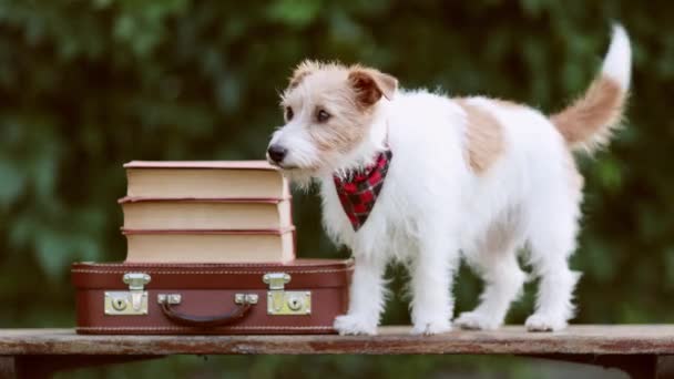 Bavullu Mutlu Kuyruk Sallayan Köpek Hayvan Gezisi Otel Tatil Arka — Stok video