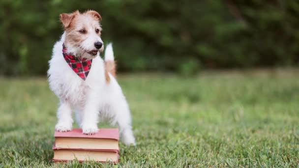 本の上に立って待っているかわいい従順なペット犬 子犬のトレーニングの背景 — ストック動画