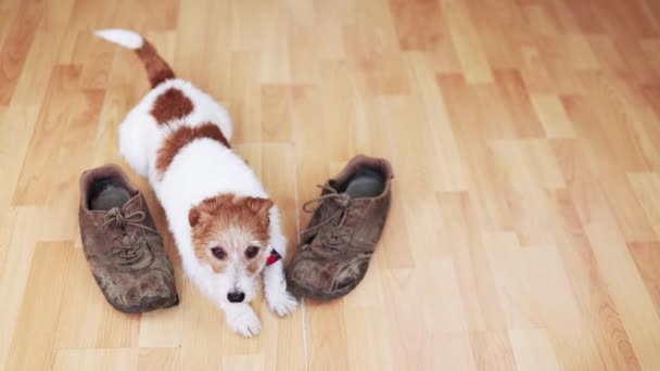 かわいいアクティブなハッピージャックテリアペット犬の子犬が彼女の尾を振り 靴の間を歩くのを待っています — ストック動画