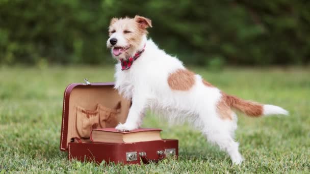 快乐有趣的可爱的小狗站在那里 在草地上等待着一个复古的行李箱 宠物旅行 旅馆或假日 — 图库视频影像