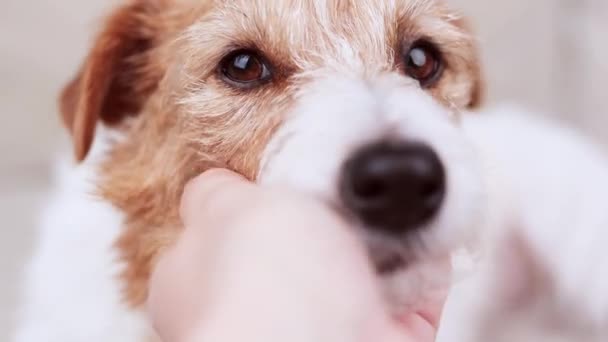 Рука Хозяйки Гладит Милую Расслабляющую Собачью Голову Уход Животными Любовь — стоковое видео