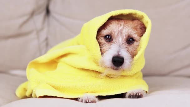 洗完澡后 一只可爱的冷狗躺在温暖的毛毯毛巾里 宠物的整形 清洗或清洁 — 图库视频影像