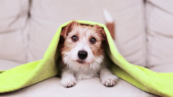 Rosto Rosto Cachorro Cão Engraçado Bonito Com Cobertor Toalha Cabeça — Vídeo de Stock