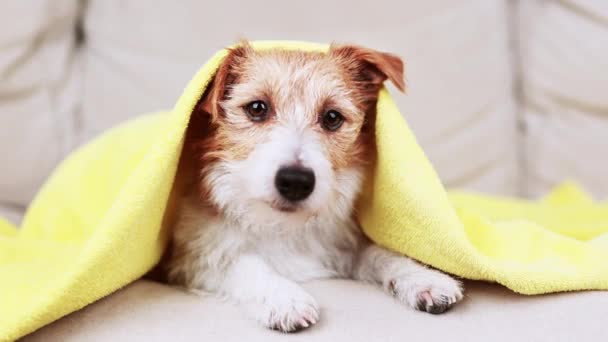 一个可爱有趣的狗洗澡后头上蒙着毛毯的脸 宠物的整形 清洗或清洁 — 图库视频影像