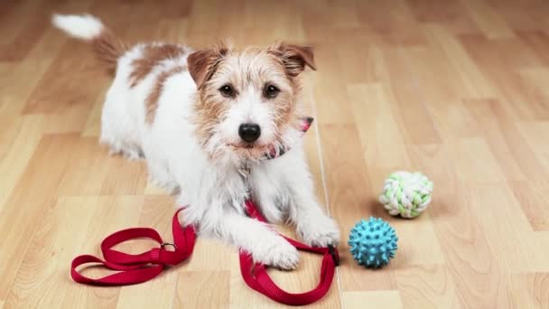Leuke Vrolijke Speelse Staart Kwispelende Hond Puppy Kijken Naar Haar — Stockvideo
