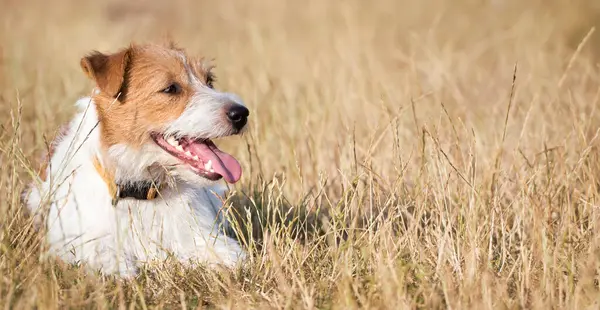 Banner Perro Terrier Jack Russell Saludable Como Jadeando Hierba Verano Fotos de stock