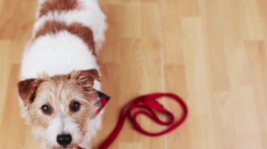 Yaramaz, sevimli, oyuncu köpek kendinden utanıyor ve ısırdıktan sonra kuyruğunu sallıyor, ayakkabılarını çiğniyor. Yavru köpek eğitimi ve yaramazlık..