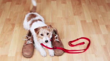 Şirin, mutlu kuyruk sallayan köpek yavrusu tasmalı ve sahibinin ayakkabılarıyla yürümeyi bekliyor.