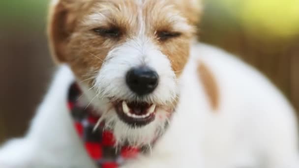 Saudável Feliz Engraçado Cão Mastigar Comer Comida Boca Cão Rosto — Vídeo de Stock