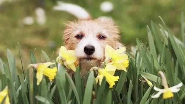 Söt Glad Hund Ansikte Tittar Genom Påskliljan Blommor Och Viftande — Stockvideo