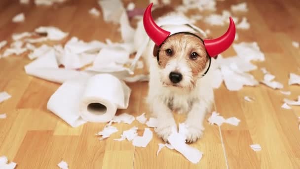 Грайлива Активна Неслухняна Собака Соромиться Себе Після Кусання Жування Туалетного — стокове відео