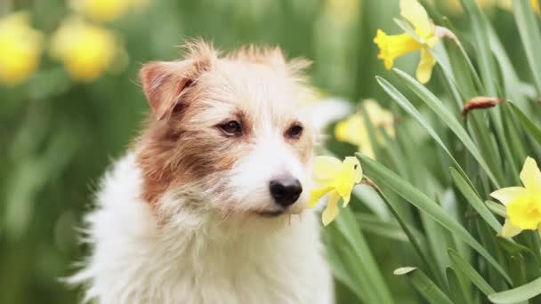 可爱的嗅闻狗的脸 透过水仙花般的东方花朵 春季背景 — 图库视频影像