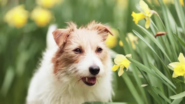 Schattig Vrolijk Hondengezicht Kijkend Door Narcis Paasbloemen Kwispelende Staart Het — Stockvideo