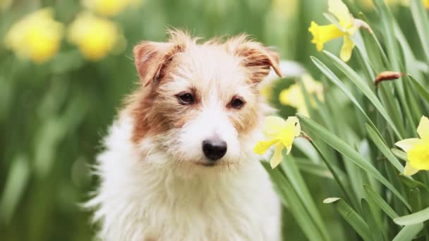 Милое Счастливое Собачье Личико Смотрящее Сквозь Цветы Нарциссов Виляющий Хвост — стоковое видео